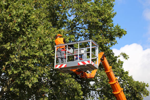 Emergency Storm Tree Removal in Pleasant Hills, PA